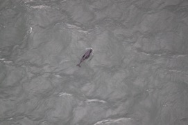 Missing Picture